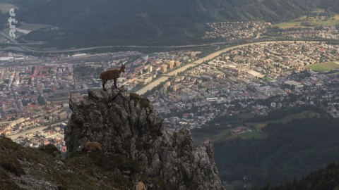 Wildes Innsbruck 2019 German Doku 1080p Web x264-ClassiCalhd