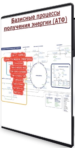 Андрей Лобузнов - Базисные процессы получения энергии (АТФ) (2024) Видеокурс