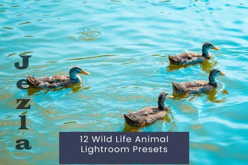 12 Wild Life Animal Lightroom Presets - GKQV2BY