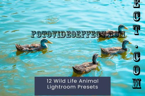 12 Wild Life Animal Lightroom Presets - GKQV2BY