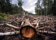 В Украине усиливают ответственность за незаконную вырубку и повреждения деревьев