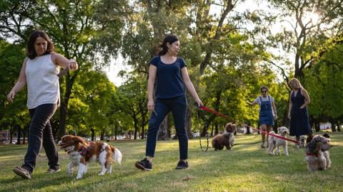 Dog Walking Certification  Course