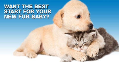 Your Puppy's Best Start