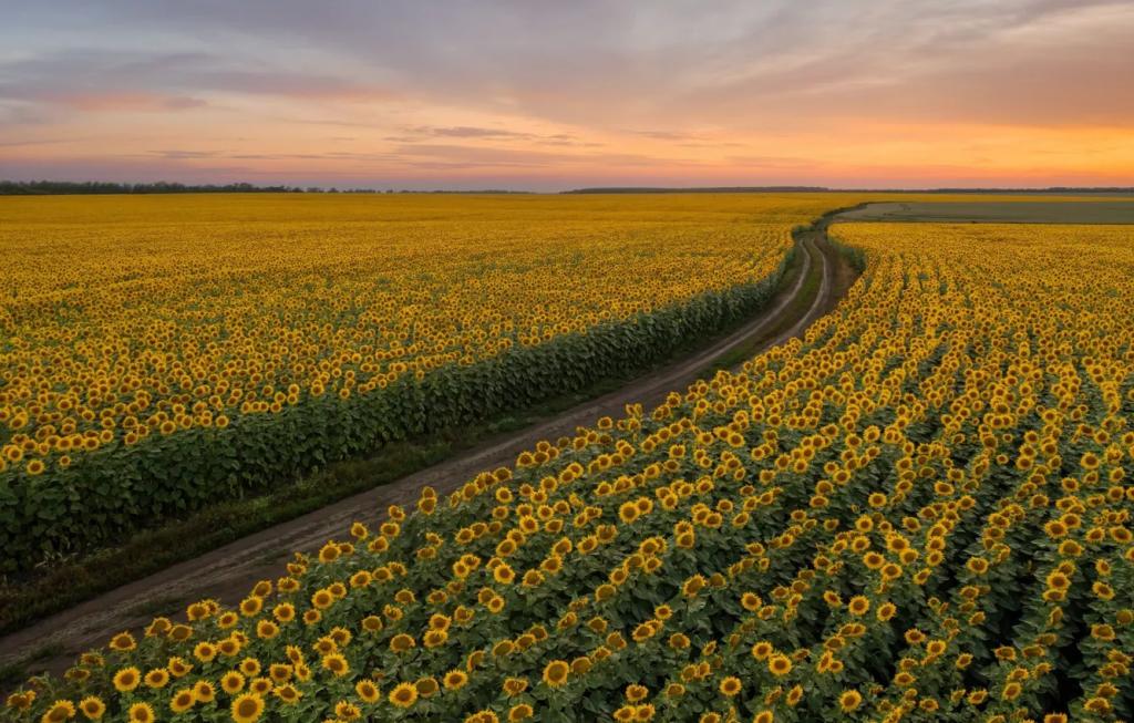 Suncokreti-sunflowers - Page 24 53bcfe948e08261128528d8e04a0fabe