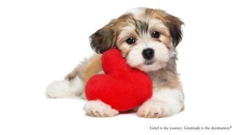 Coping With Pet Loss  Grief C92c454bc186ceb59864602bf087c04c