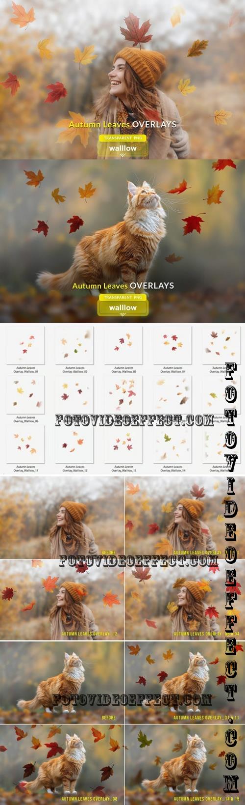 Fall Autumn Leaves Photo Overlays - 287442969