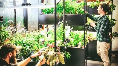 Mastering Aeroponics: The Ultimate Beginner'S Guide