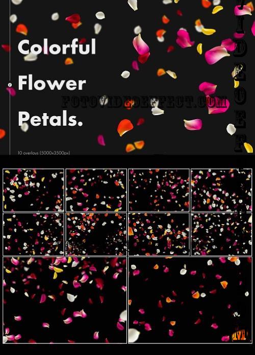 Colorful Flower Petals Overlays - W7Z7BQD