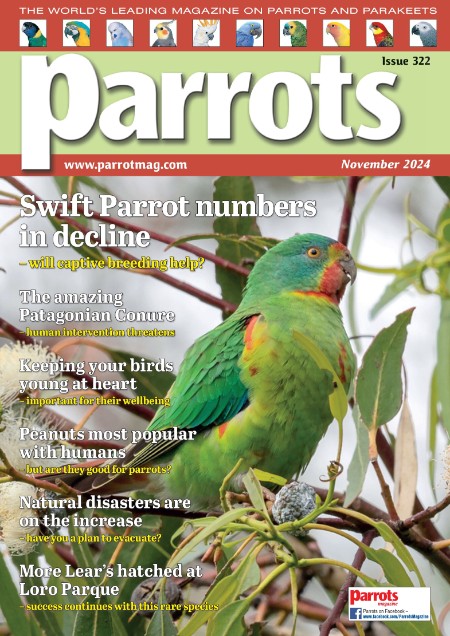 Parrots - November 2024