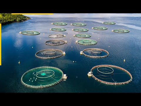 Certificate In Home-Based Fish Farming