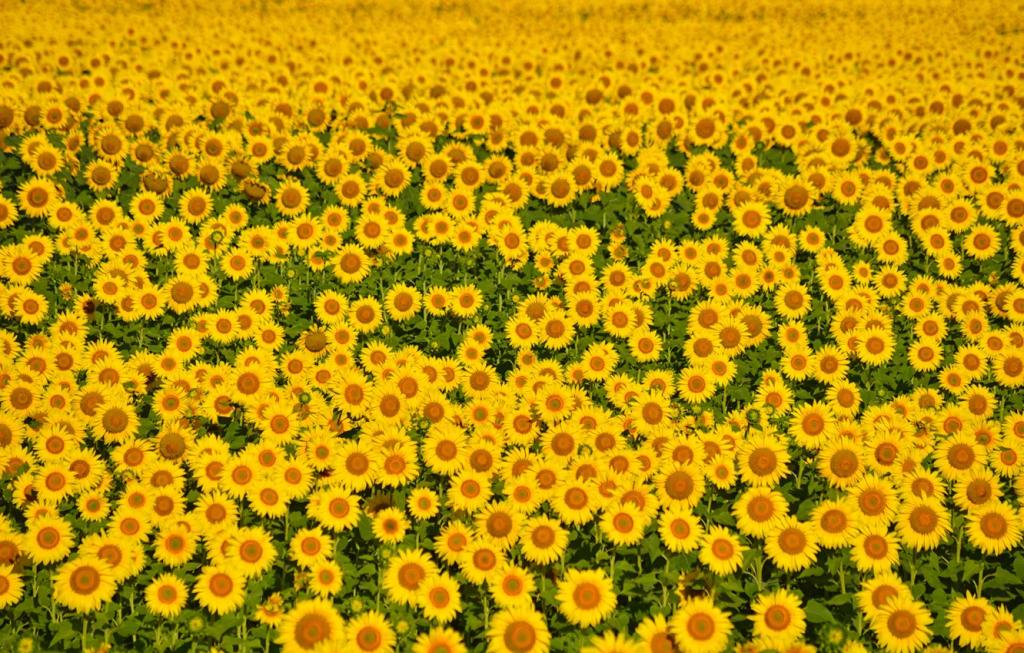 Suncokreti-sunflowers - Page 24 7ff480f273cad7a31818fee1fa39917c