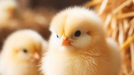 Certificate In Home Poultry Farming