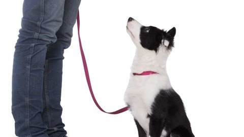 Basic Obedience For Cats And Dogs