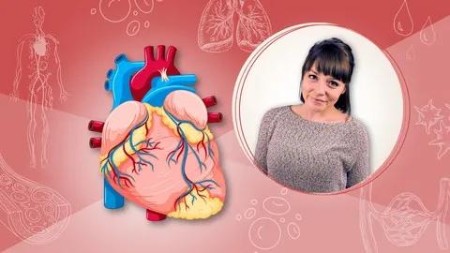 The Cardiovascular System | Human Anatomy For Beginners