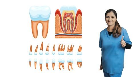 Smart Review Course-Dental  Anatomy 296265b9471e04650a56ac5ababaa95b