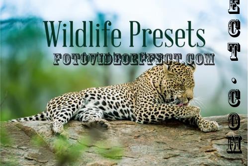 Wildlife Presets for Lightroom Classic - ULZ3J96