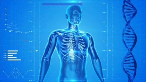 Udemy – Anatomy For Beginners Learn The Basics