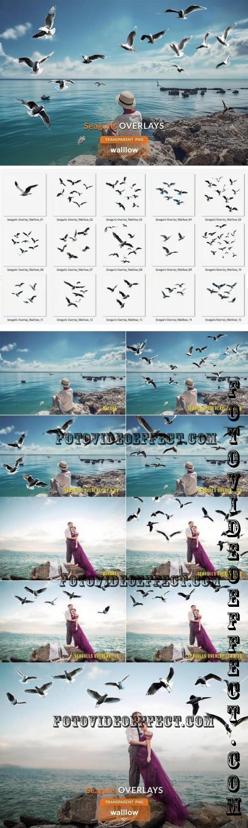 Seagull Photo Overlays PNG - 288812831 - 836EMD2