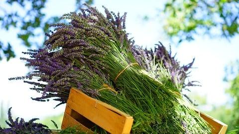 Aromatherapy– Using Essential Oils For Natural Living (5 CE)