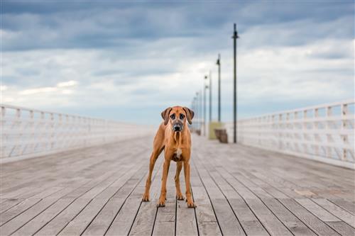 Unleashed Education – 7 Ways to Unleash Variety in Your Dog Photography Sessions