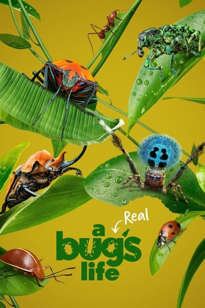 A Real Bugs Life S02E02 Lifes a Beach 720p HEVC x265-MeGusta