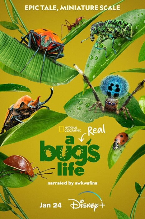 Mikroświat / A Real Bug's Life (2024) {Sezon 1} PLSUB.2160p.DSNP.WEB-DL.DDP5.1.HDR.HEVC-NTb / Napisy PL