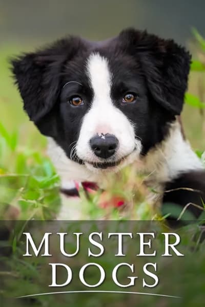 Muster Dogs S03E06 1080p HEVC x265-MeGusta