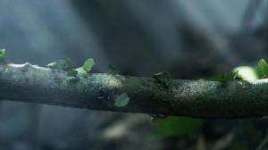 Однажды в лесу / Once Upon a Forest / Il etait une foret (2013) BDRip 720p, 1080p, BD-Remux
