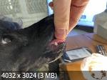 https://i124.fastpic.org/thumb/2025/0131/13/_1086de015120d8f53dcae054df173413.jpeg