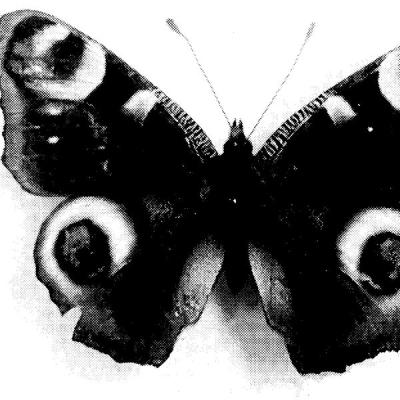 SKUPPIN - Weltschmerz (2025) [FLAC 24B-48kHz]