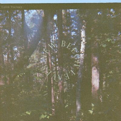 Colin Tierney - New Beech Leaves (2025) [FLAC 24B-44.1kHz]